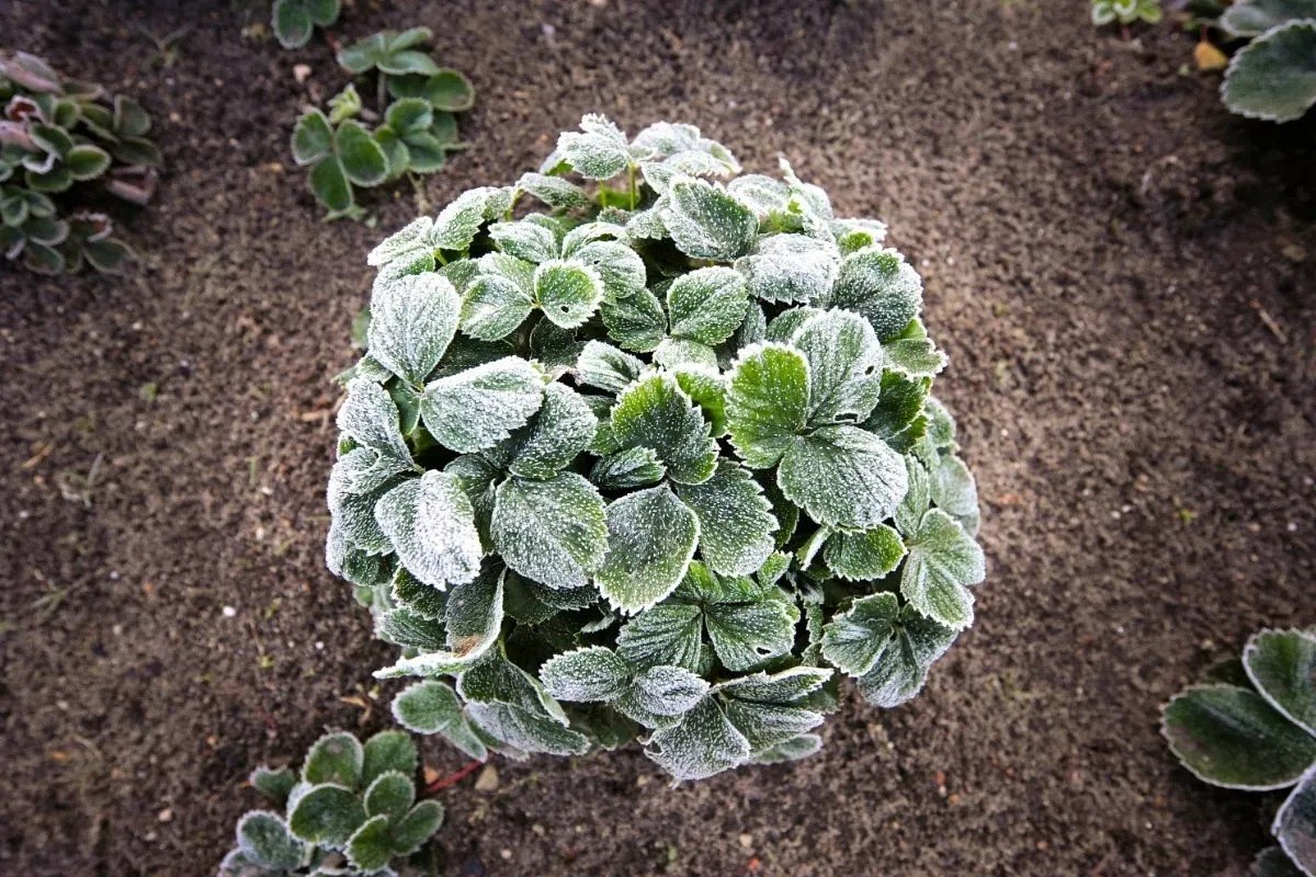 first frosts of winter